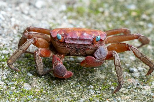 Detailed close-up of a vibrant red crab with striking blue eyes on a rocky surface, showcasing texture and color.