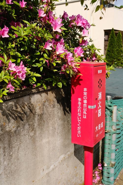 Free stock photo of flowers, mailbox, postbox Stock Photo