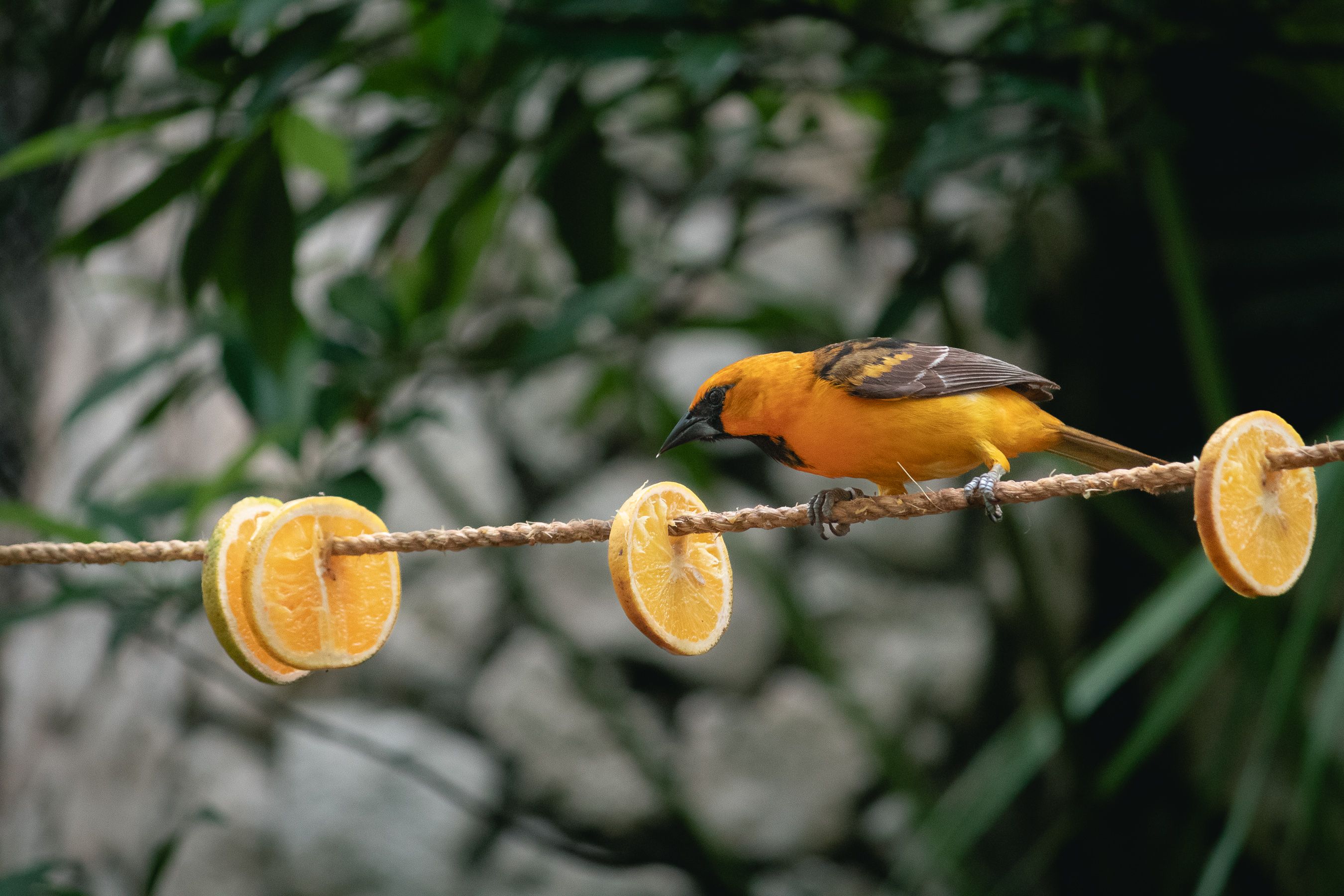 50 Easy To Make Bird Treats