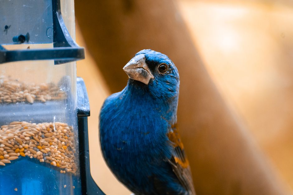 Blue Grosbeak — Blue Grosbeak at a bird feeder