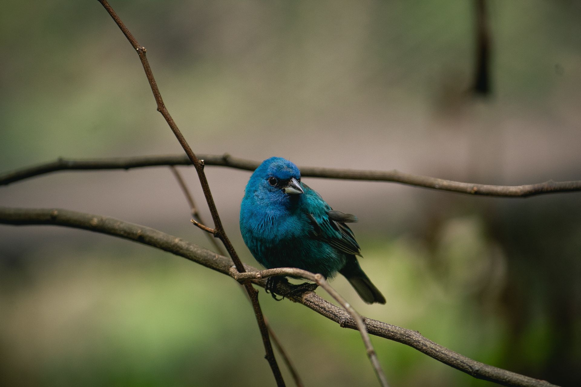 A vibrant indigo bunting perched on a branch with a blurred green background.