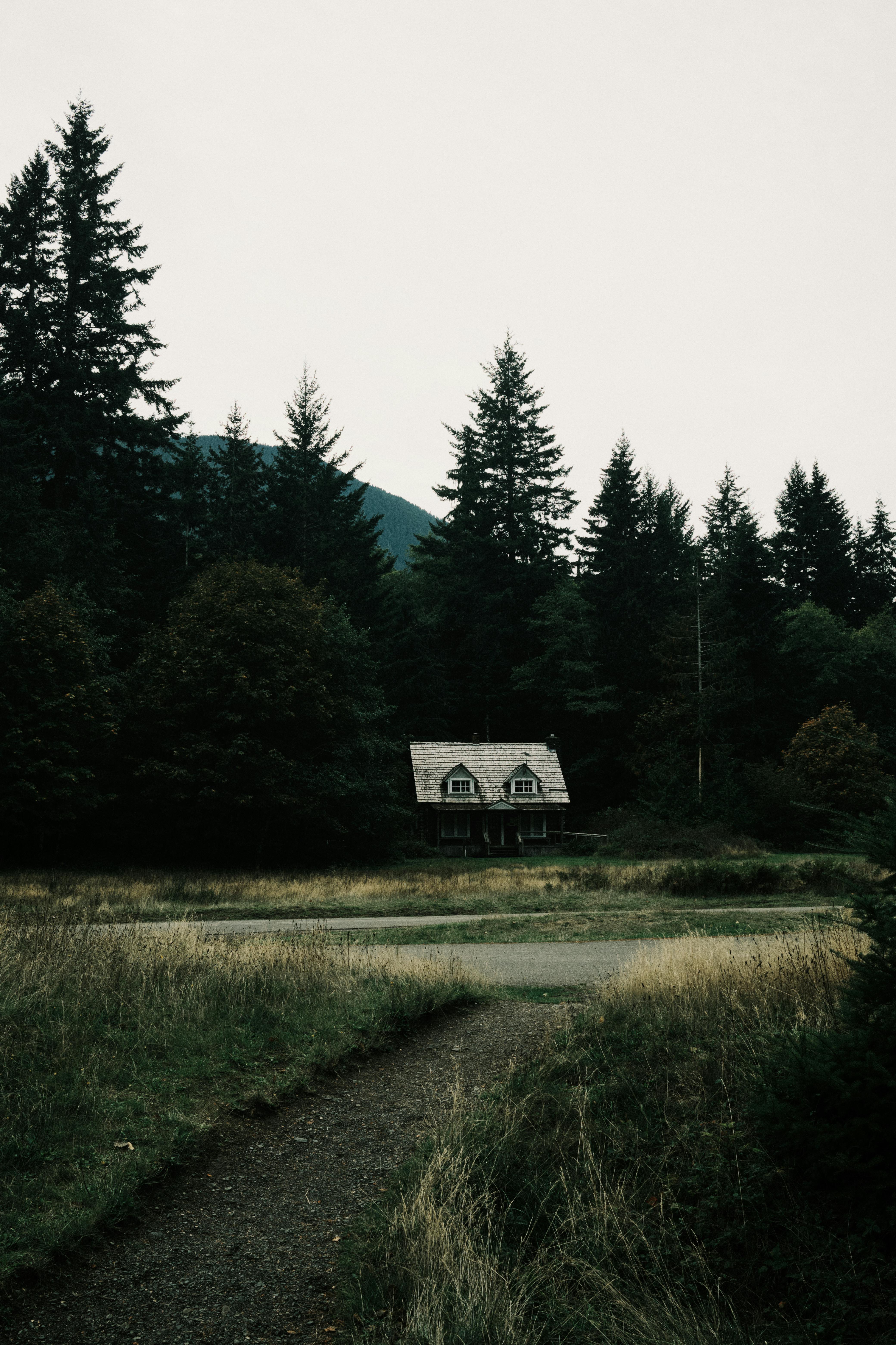 Charming isolated cabin surrounded by lush forest in a serene wilderness setting.