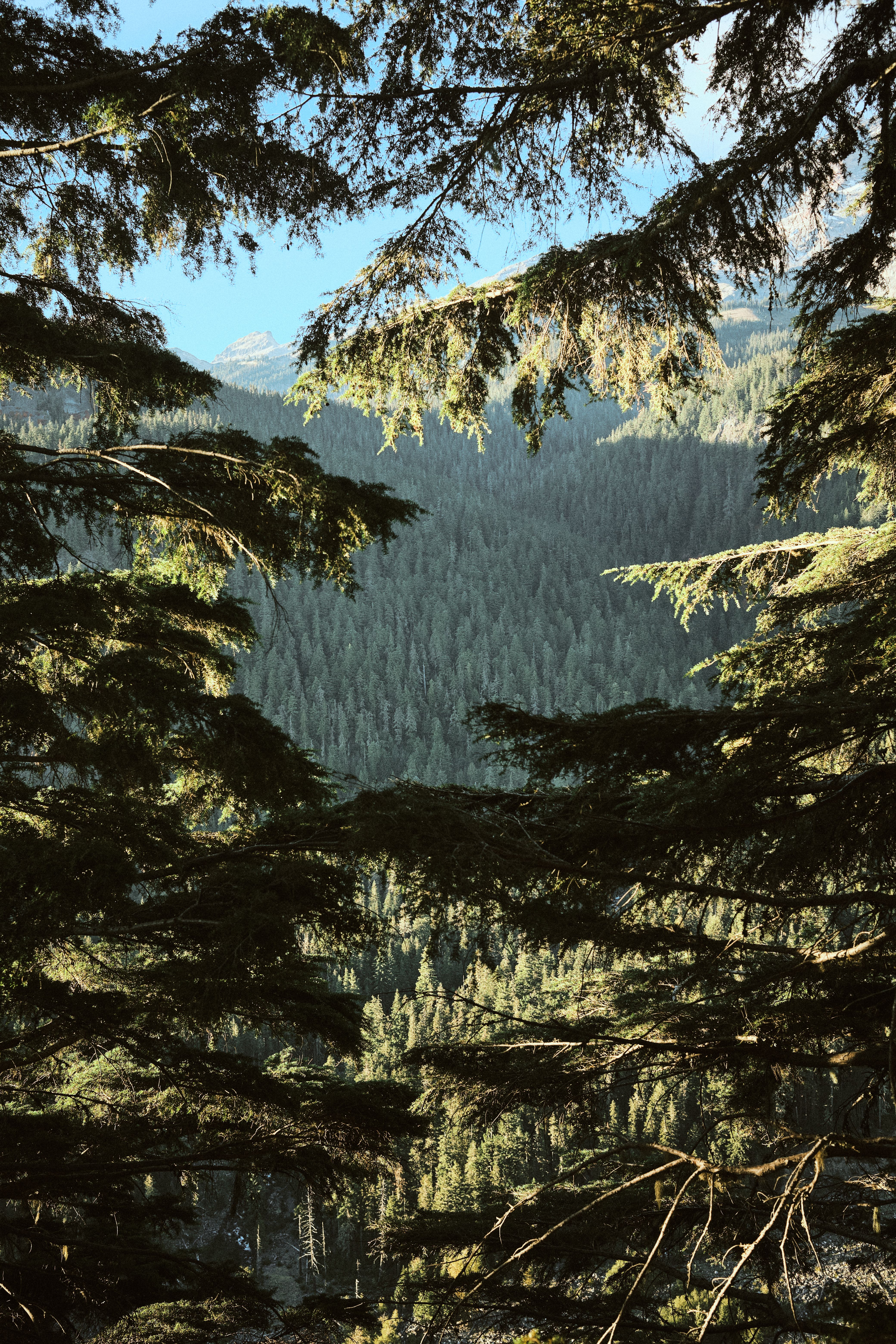 Lush Forest Landscape with Mountain Views · Free Stock Photo