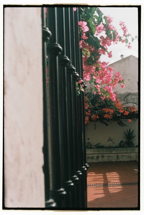 Free Elegant Lisbonscape featuring vibrant pink flowers with classic architecture. Stock Photo