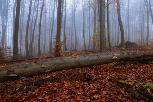 Explore the enchanting misty autumn forest in Sebnitz, Saxony, Germany.