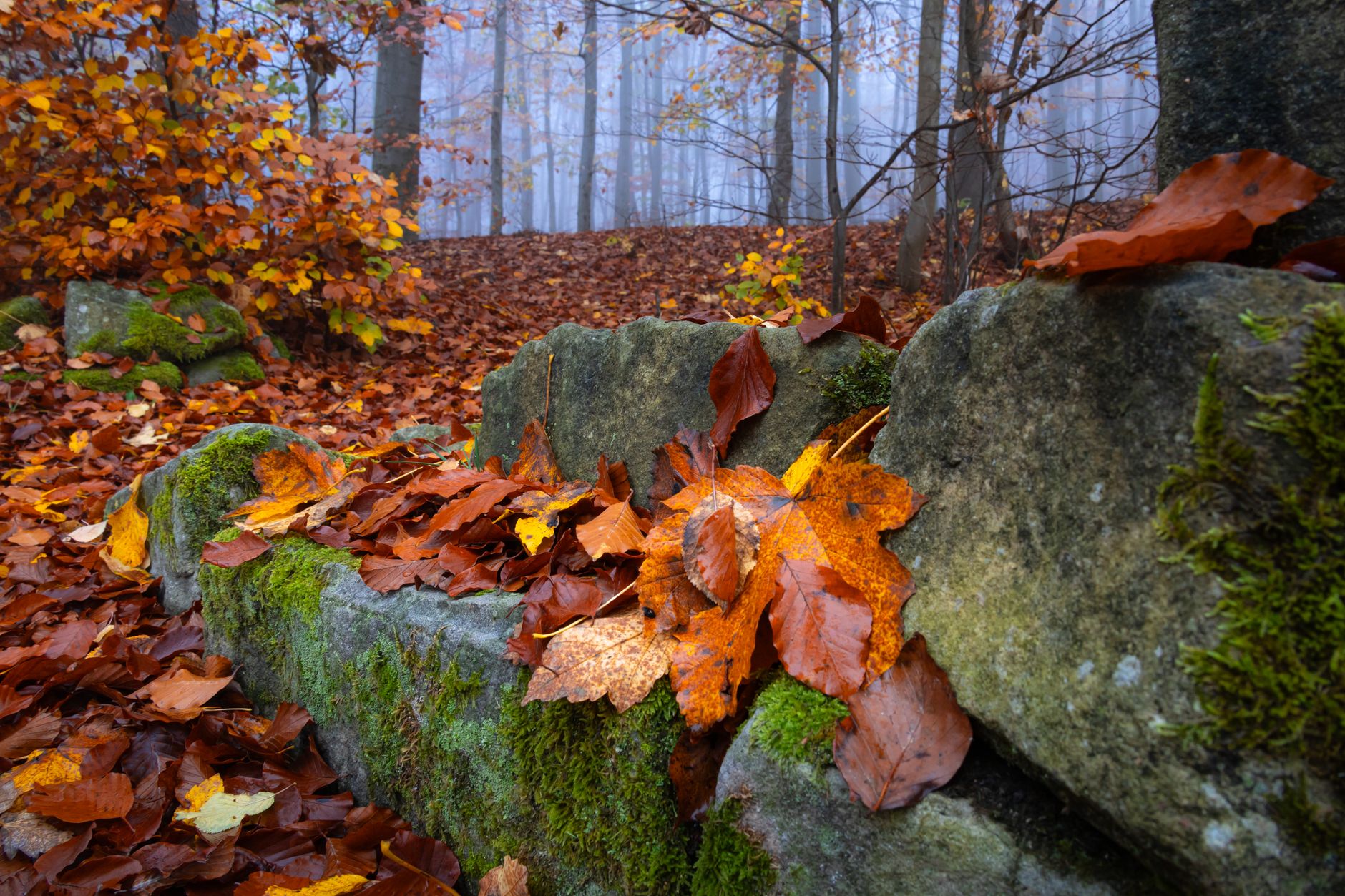 Herbstlaub im Schwarzwald