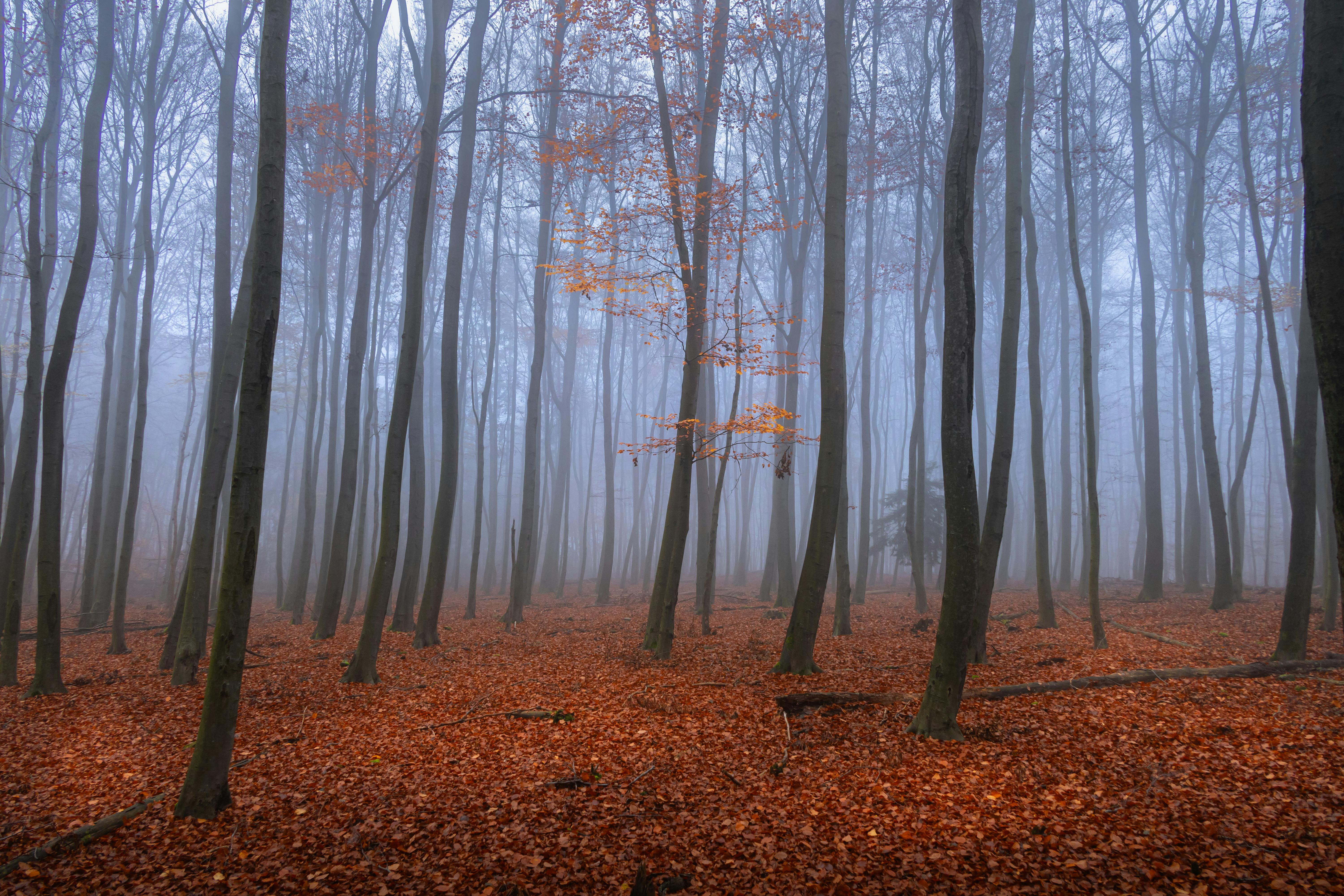 Misty autumn forest in Saxony, Germany with a magical and serene atmosphere.