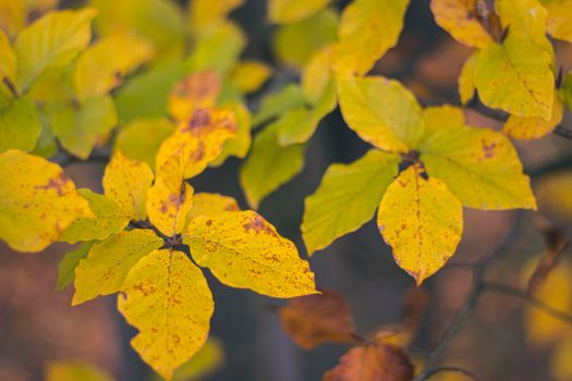 autumn leaves closeup