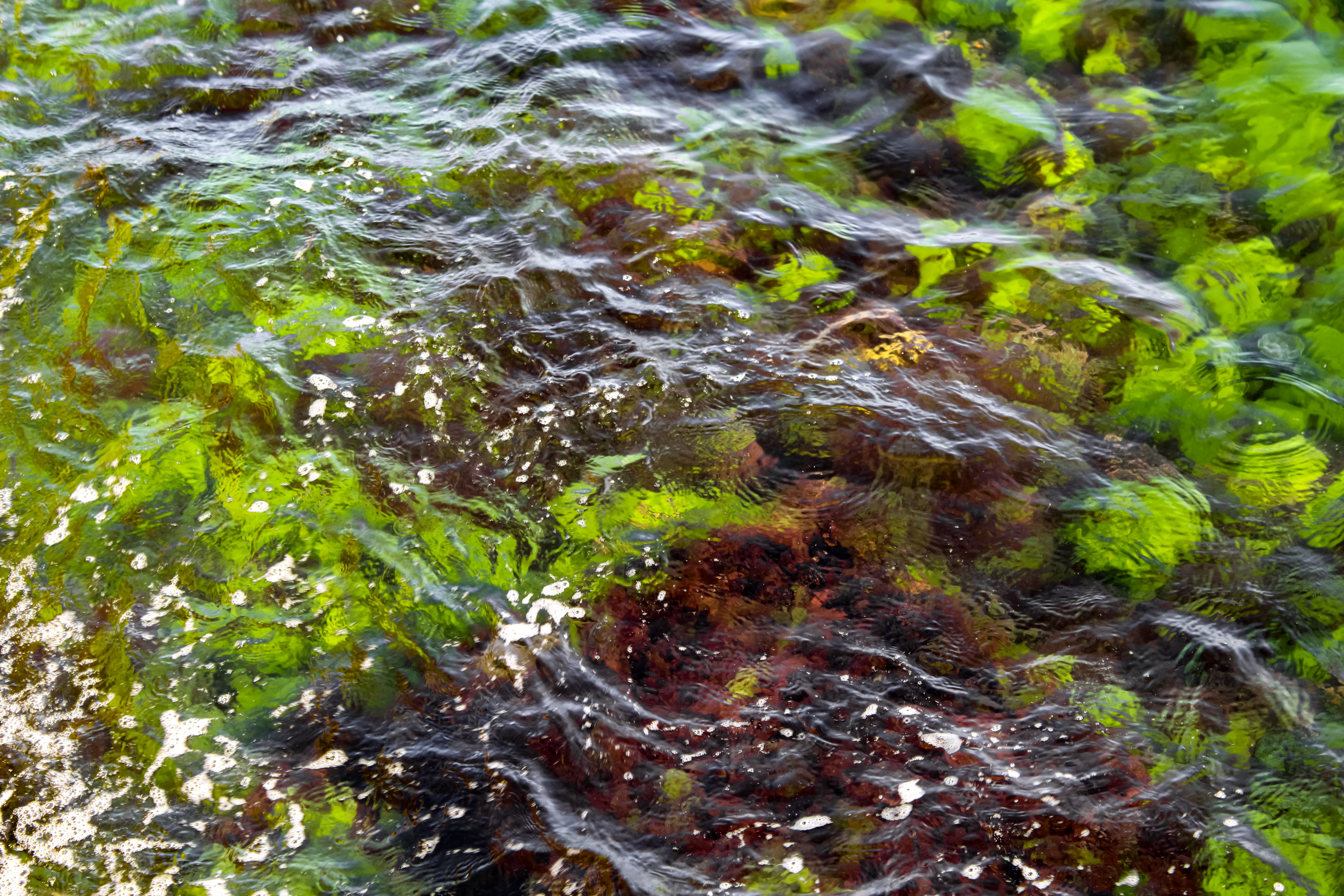 lithothamne image 5