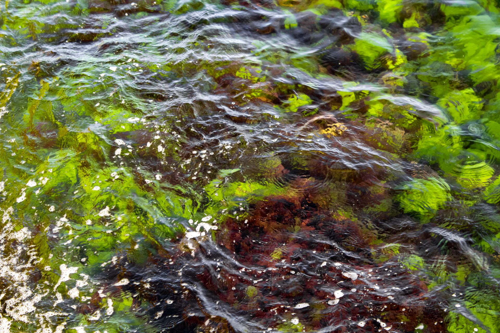Underwater at La Jaula