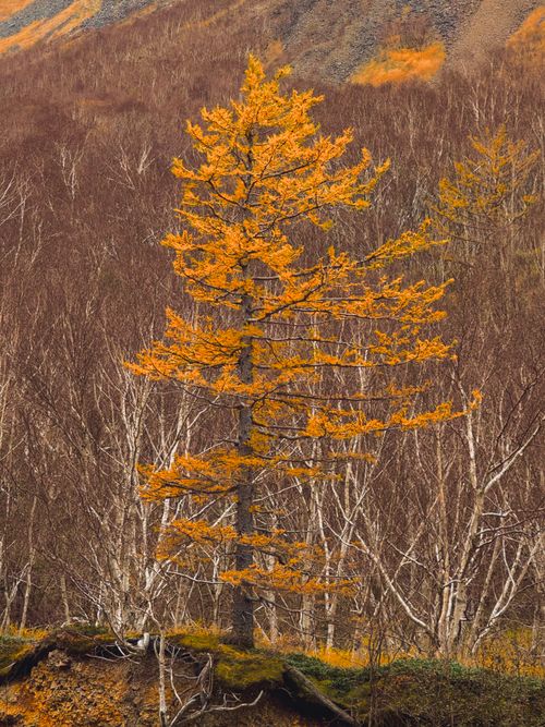 Free Vibrant golden larch tree in an autumn forest setting, highlighting nature's seasonal beauty. Stock Photo