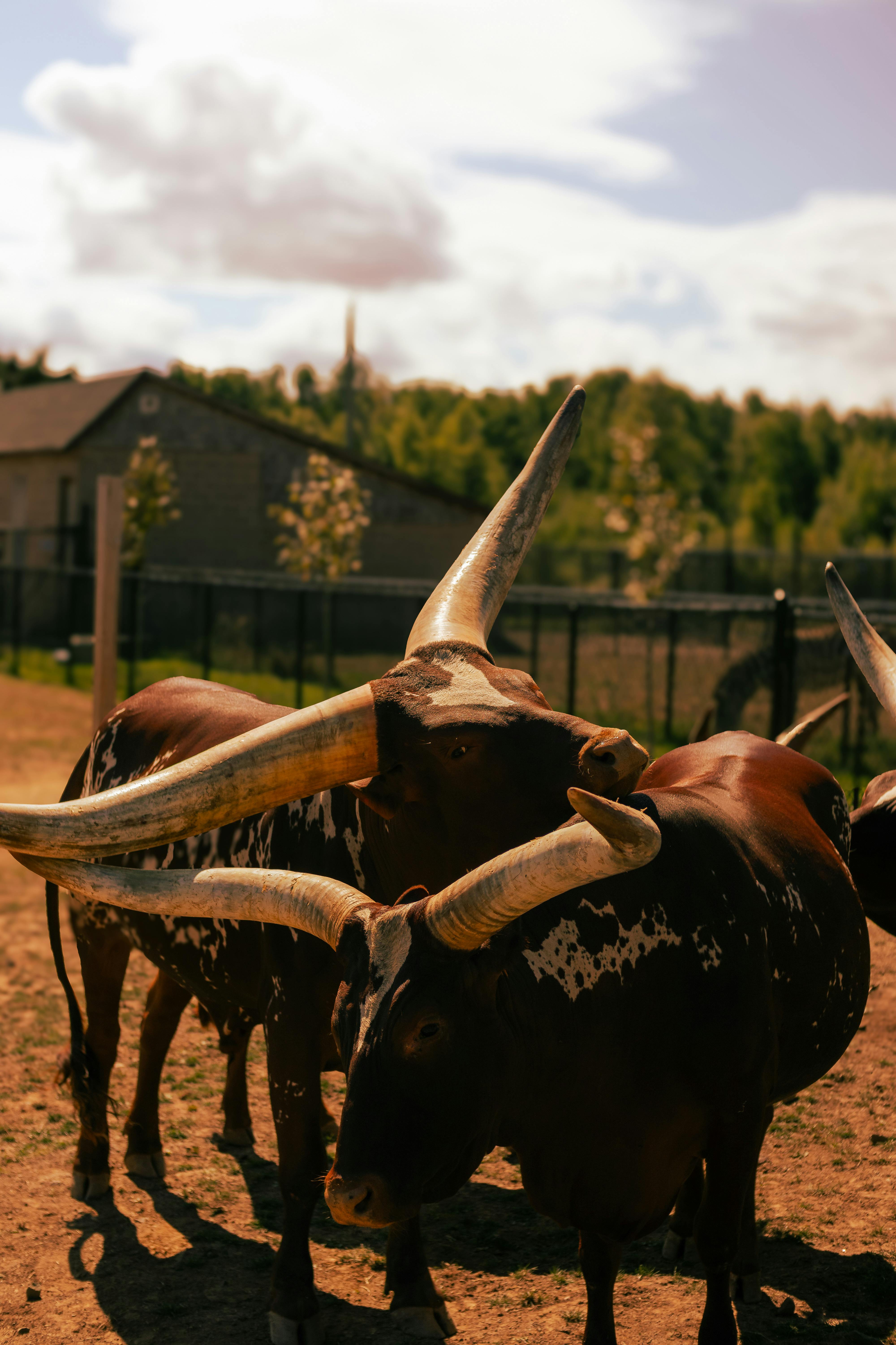 grátis Gado Ankole-Watusi com chifres impressionantes ao ar livre em um dia ensolarado. Foto profissional