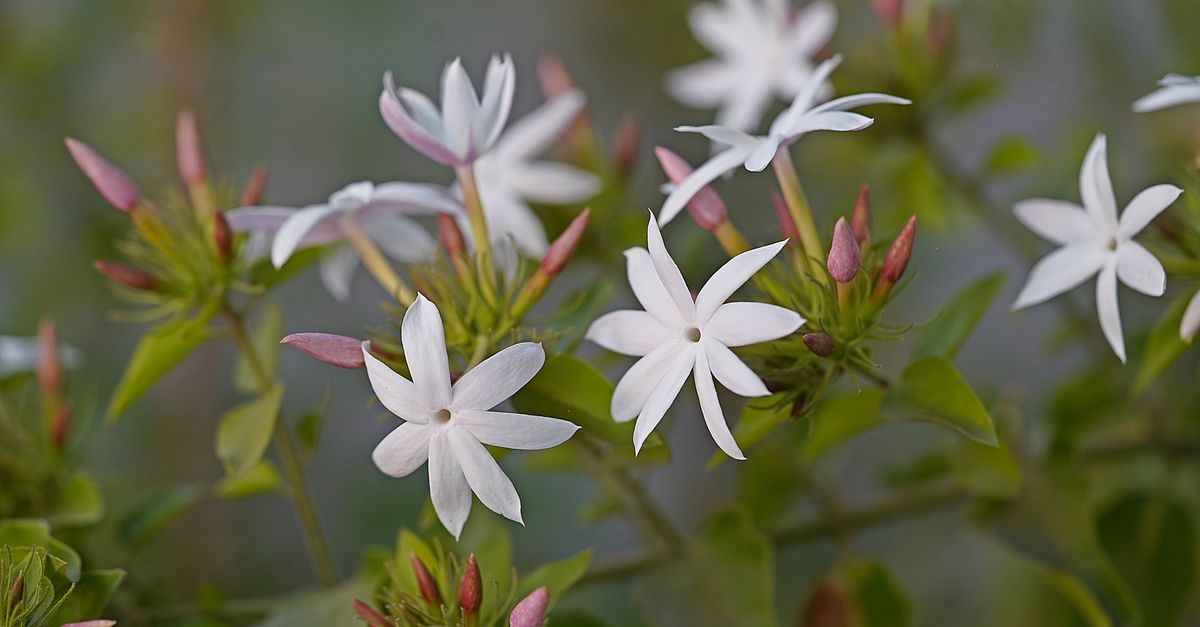 Jasmine : Guide Plantation et Conseils Expert