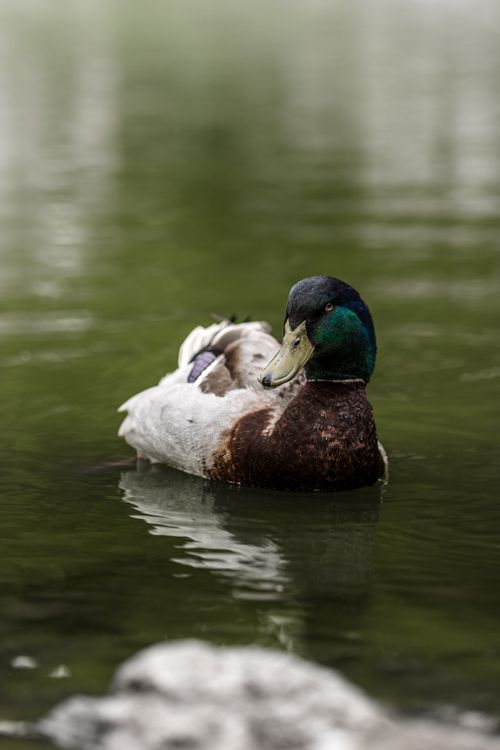 Free A mallard duck floating peacefully in a serene pond with reflective water. Stock Photo