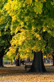A tranquil autumn scene with vibrant maple trees and fallen leaves in a Toronto park.