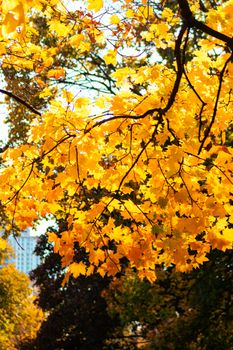 Bright yellow maple leaves during fall in Toronto, Canada, capturing the vibrant seasonal change.