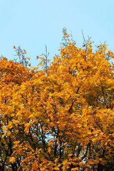 Vibrant yellow maple leaves in Toronto during fall, set against a clear blue sky.