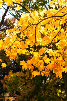 Bright golden maple leaves in Toronto, capturing the essence of fall in Canada.