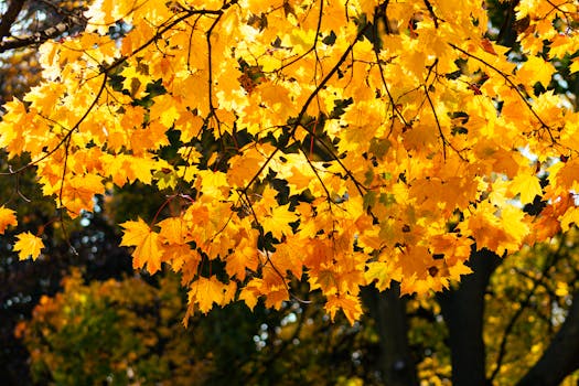 Golden maple leaves during fall in a park in Toronto, capturing the vibrant autumn essence.