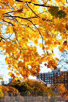 Capture of golden autumn maple leaves in a vibrant Toronto park.