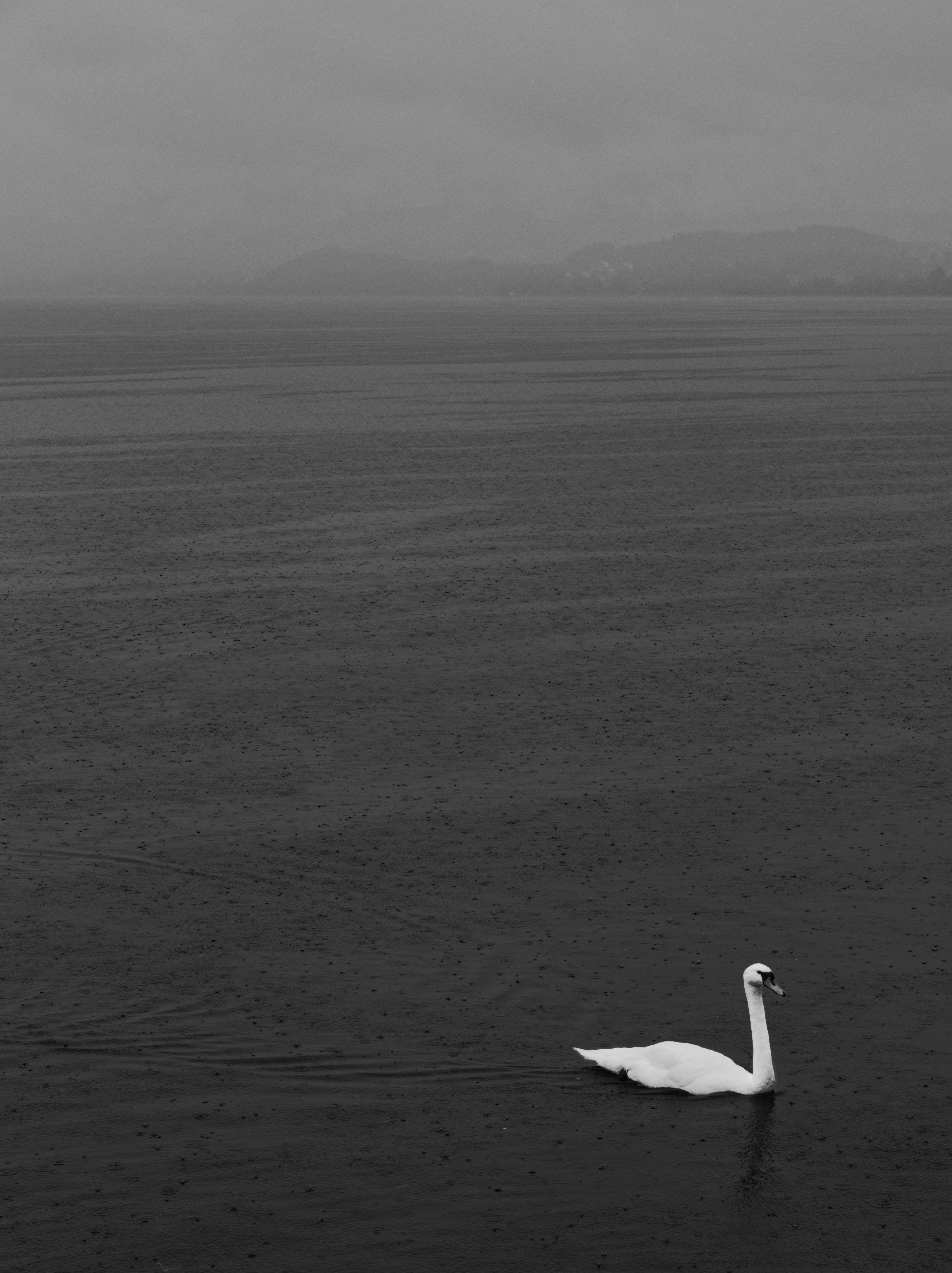A solitary swan glides peacefully on the expansive Gmunden Lake.