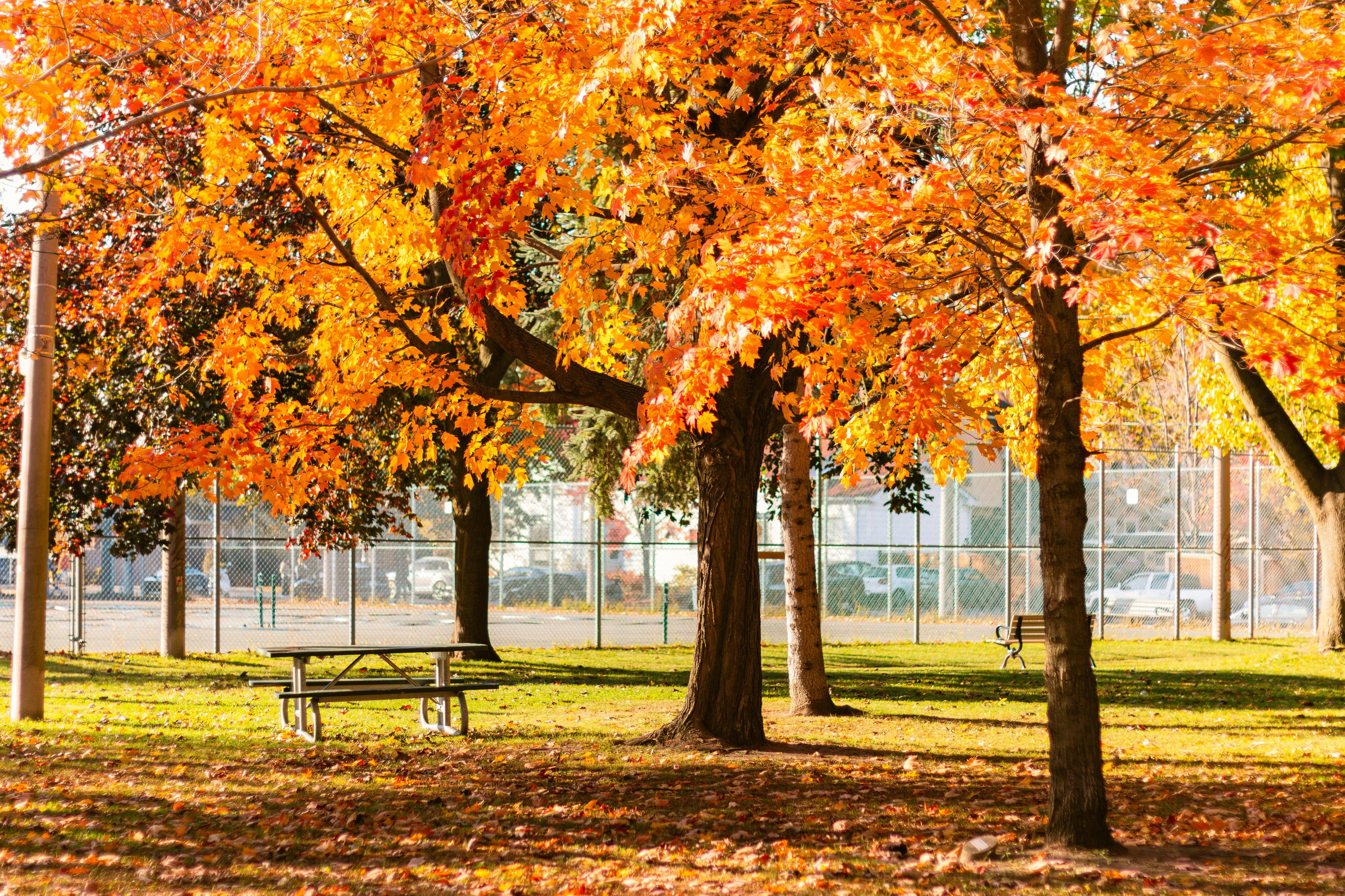Bright autumn foliage in a Toronto park, capturing nature's fall splendor with colorful maple leaves.