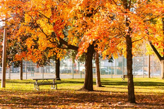 Bright autumn foliage in a Toronto park, capturing nature's fall splendor with colorful maple leaves.