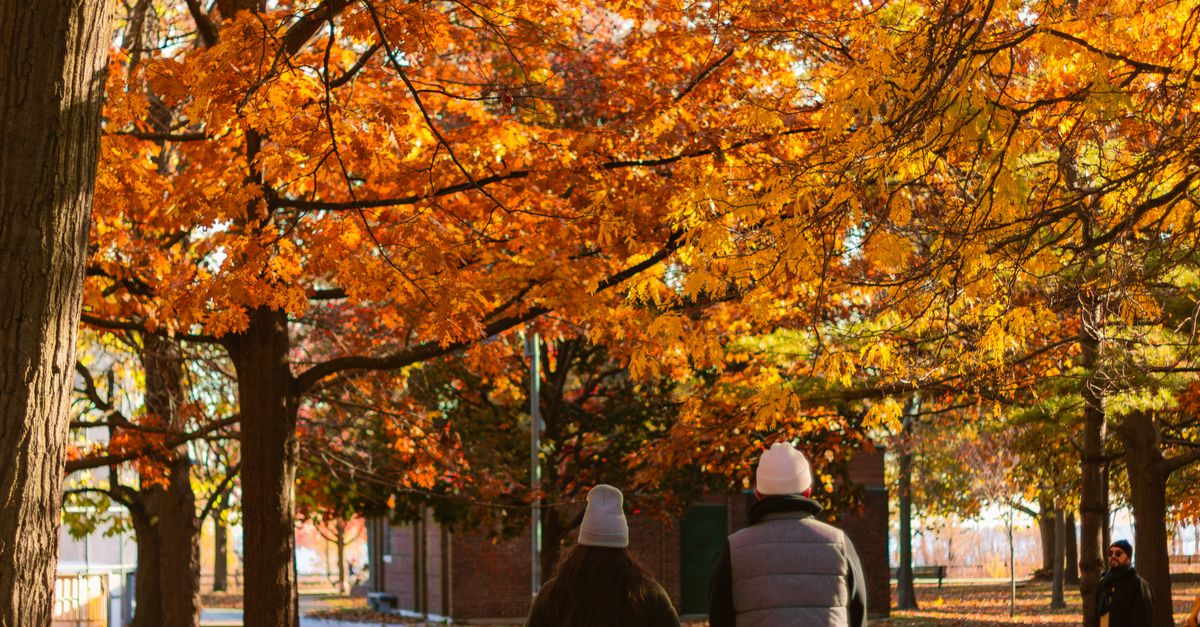 Toronto Fall Walk Autumn Stroll in Toronto Park with Fall Foliage · Free Stock Photo