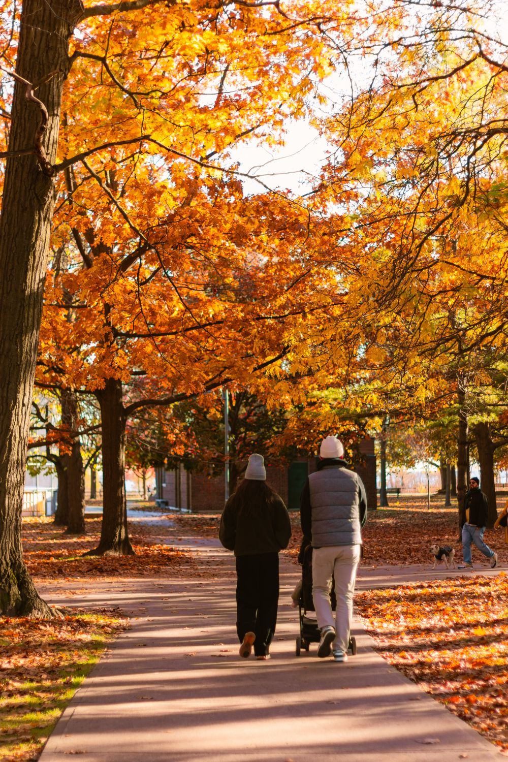 Toronto Fall Walk Autumn Stroll in Toronto Park with Fall Foliage · Free Stock Photo