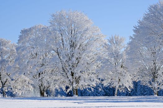 Captivating snowy trees against a clear blue sky, epitomizing winter's beauty.