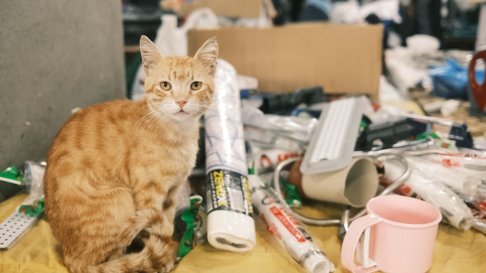 Orange tabby cat sitting amidst various items in an Istanbul market.