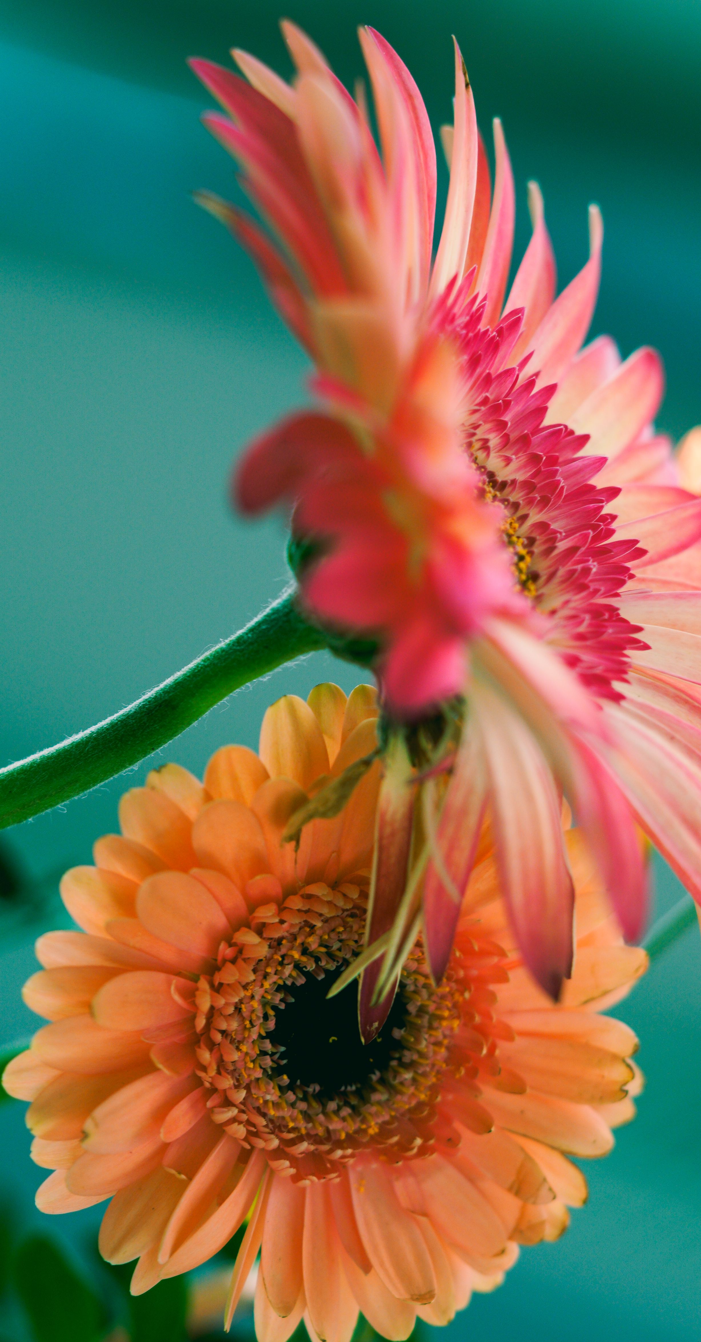 Beautiful close-up of orange Gerbera daisies showcasing intricate petal details against a soft background.