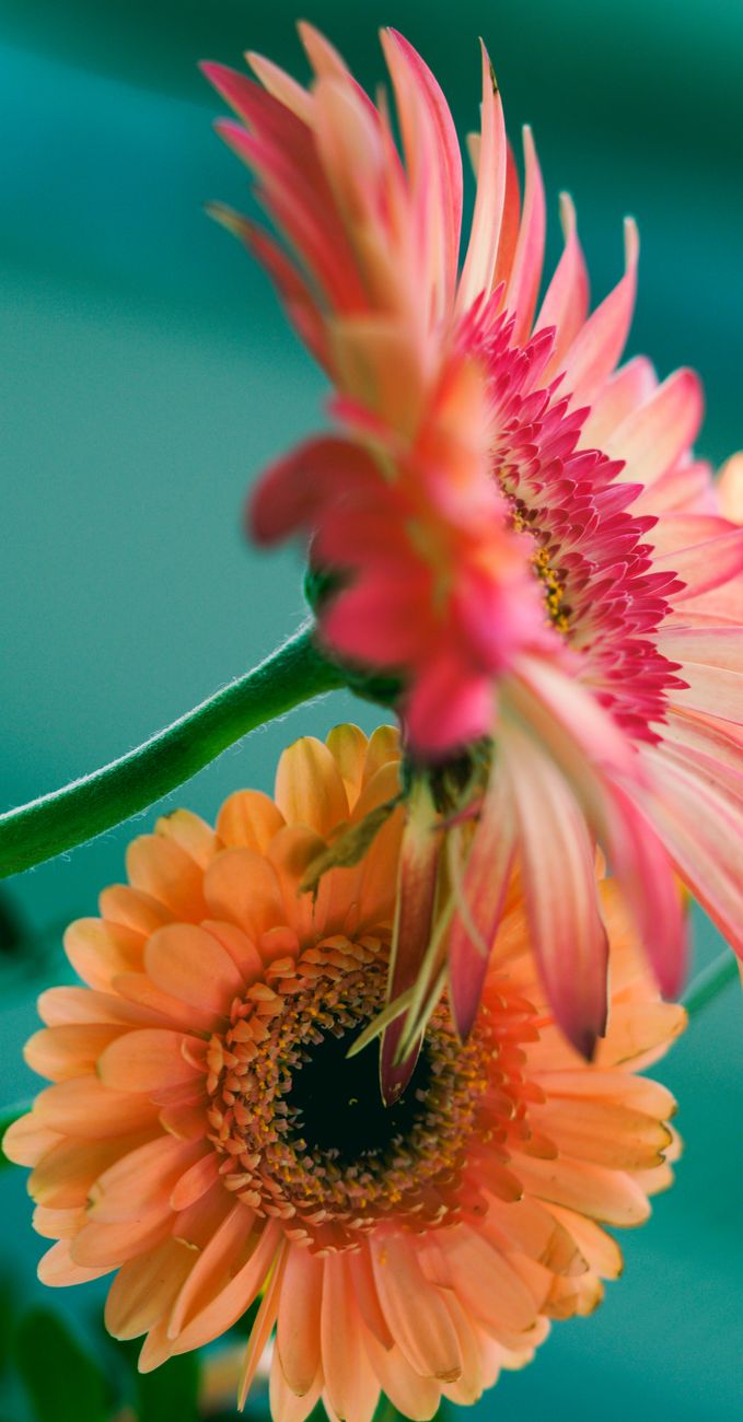 Beautiful close-up of orange Gerbera daisies showcasing intricate petal details against a soft background.