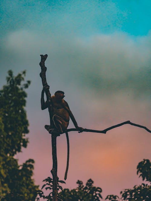 Monkey On Bare Tree