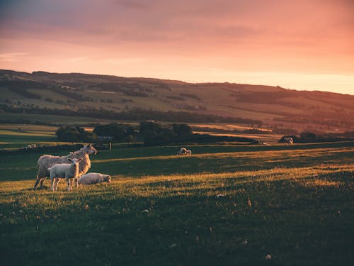 芝生の上の羊の写真