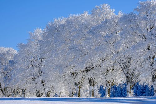 Free A beautiful winter scene with snow-covered trees under a clear blue sky. Stock Photo