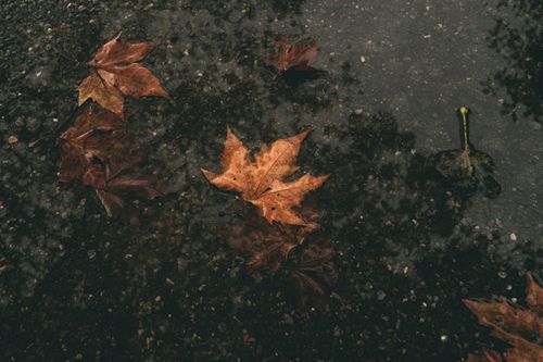 Free Brown leaves floating in a reflective puddle on a gravel path, capturing the essence of autumn. Stock Photo