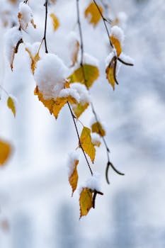 Close-up of yellow autumn leaves covered with fresh snow, creating a vivid seasonal contrast.