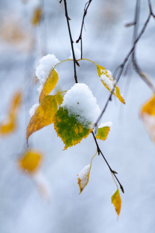 Free Detailed view of orange leaves covered with snow, capturing the essence of autumn transitioning into winter. Stock Photo