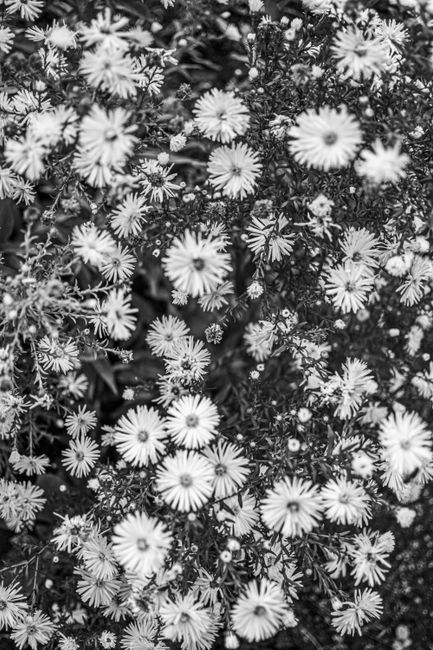 Monochrome image of blossoming flowers creating a striking visual pattern.