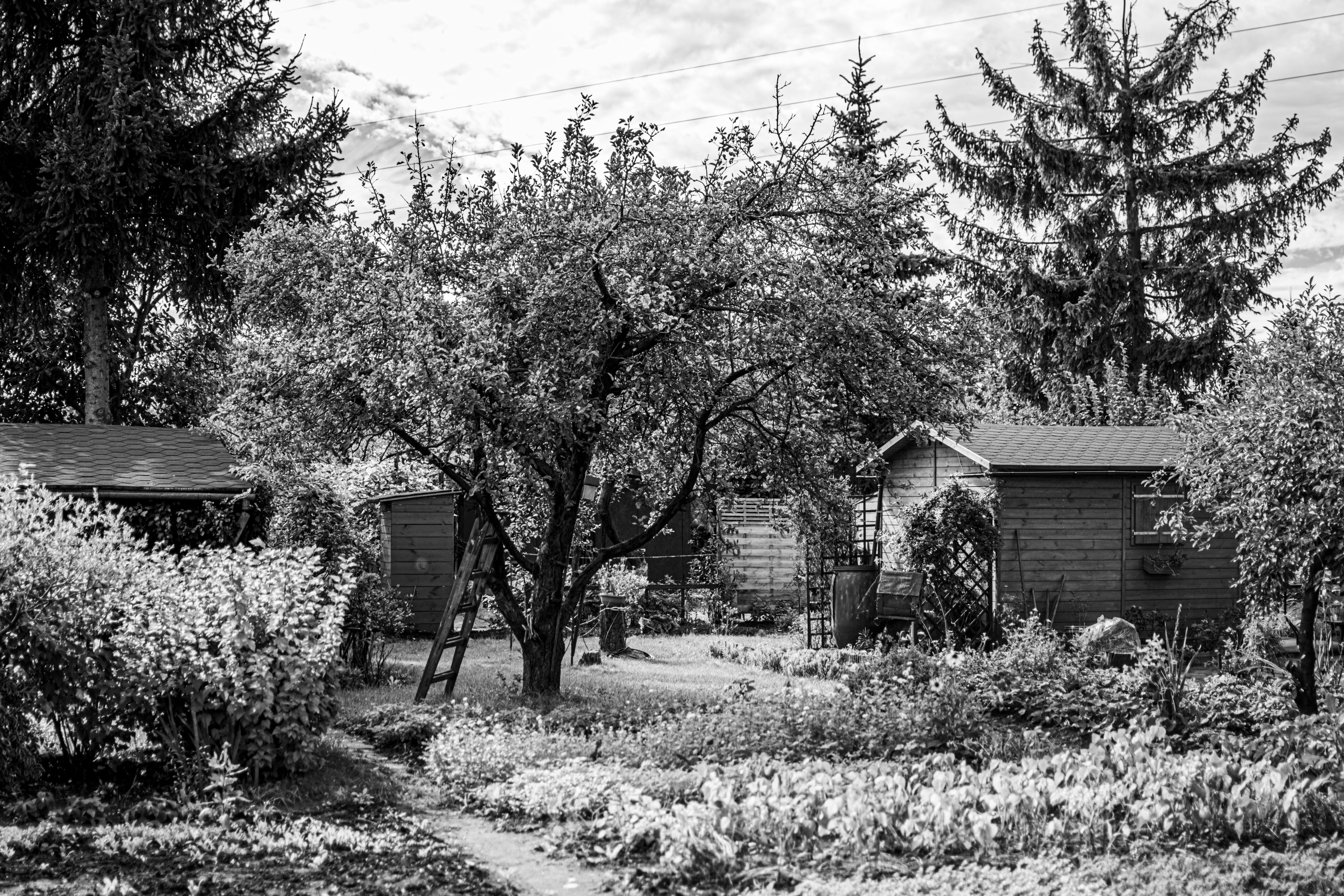urban gardener storing bicycle in small wooden shed