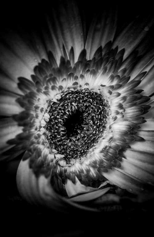 Free Artistic black and white close-up of a gerbera flower, focusing on its intricate petals. Stock Photo