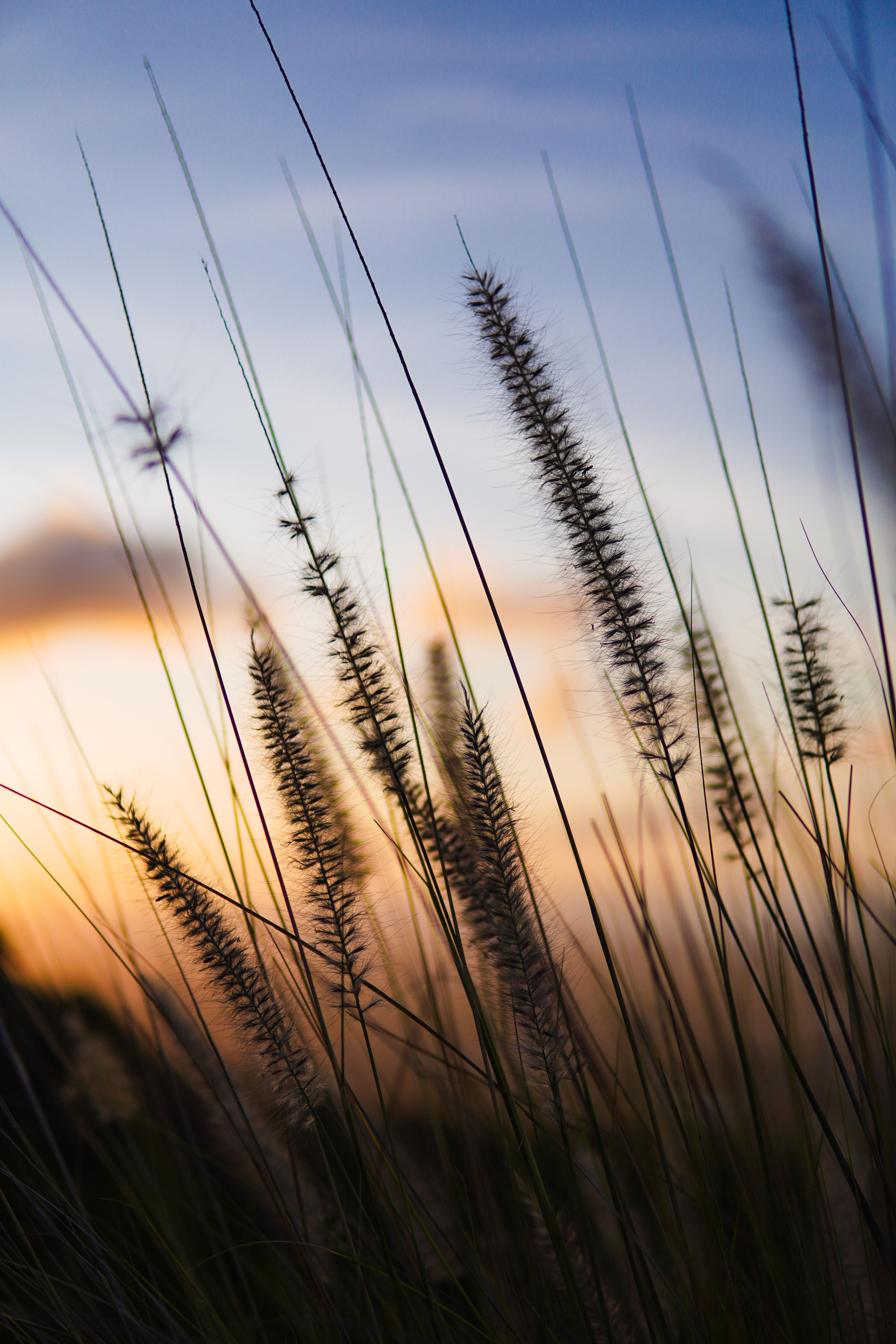 Sunset Silhouette of Wild Grass Stems · Free Stock Photo