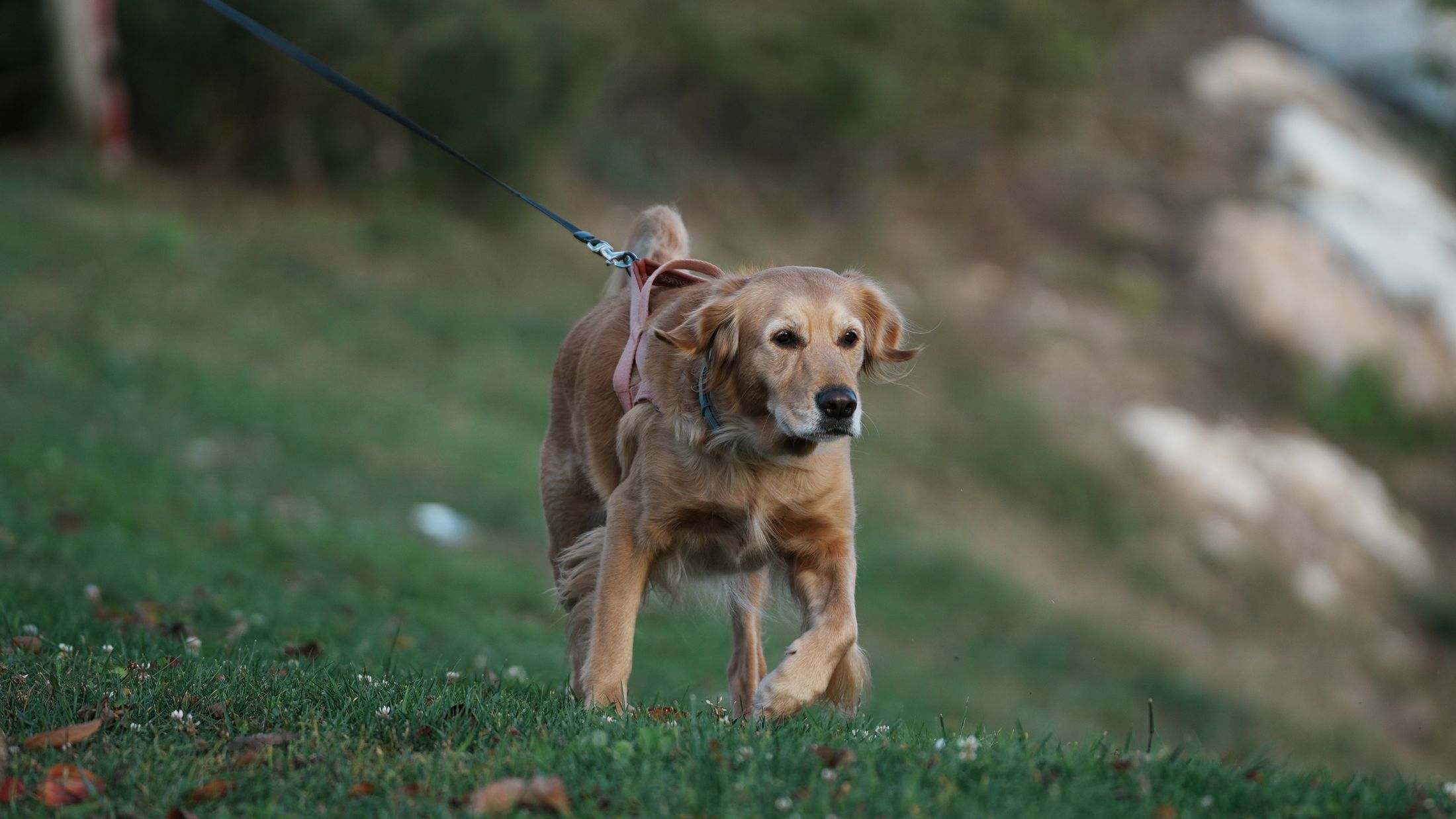 Dog walking outdoors in a grassy setting