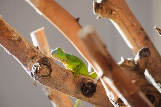 A green iguana perched on a sunlit tree branch, with natural light illuminating its vibrant color.