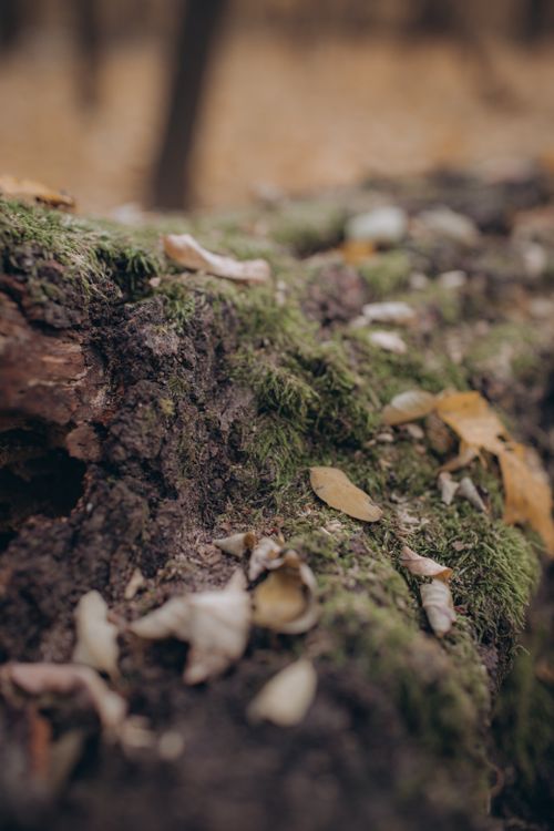 Free Detailed shot of moss and fallen leaves on a decaying forest log, capturing autumn textures. Stock Photo