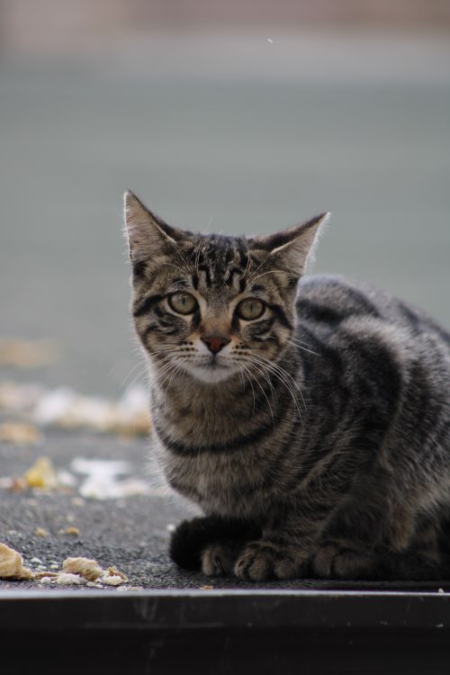 Free A close-up photo of a tabby cat sitting outdoors on a sidewalk. Stock Photo