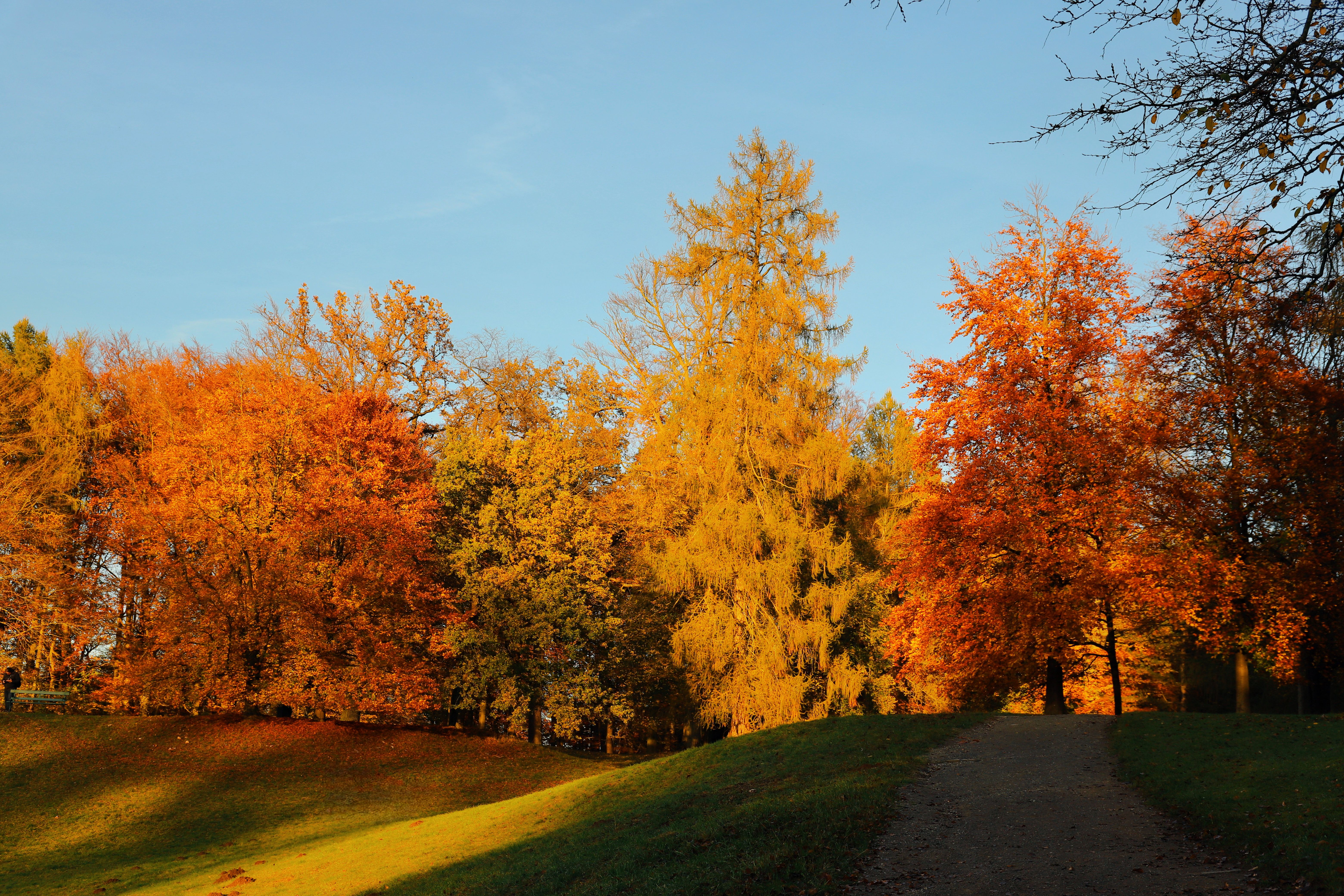 Vibrant Autumn Foliage in Sunlit Forest · Free Stock Photo