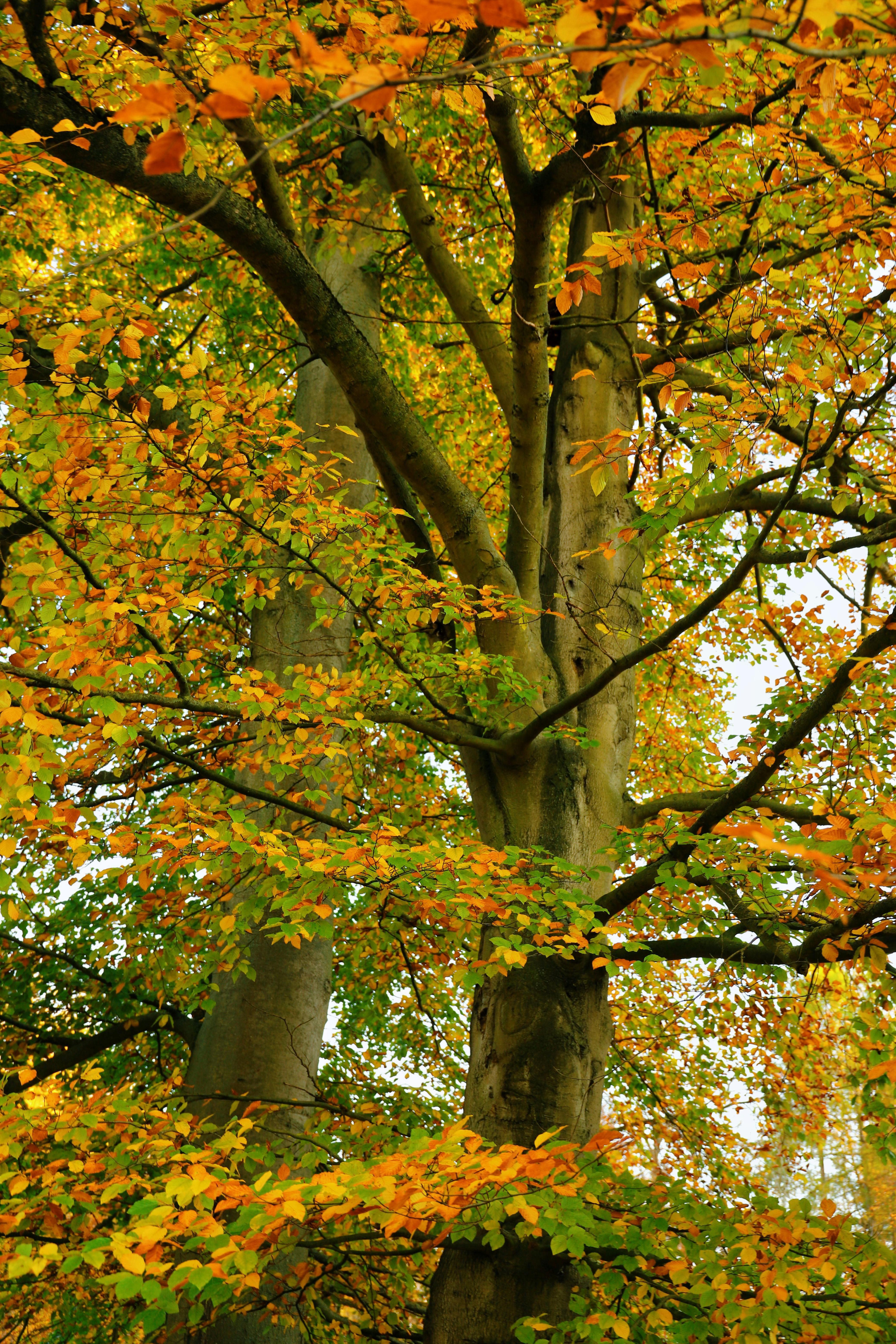 Lush autumn foliage showcasing the beauty of seasonal changes in a forest.