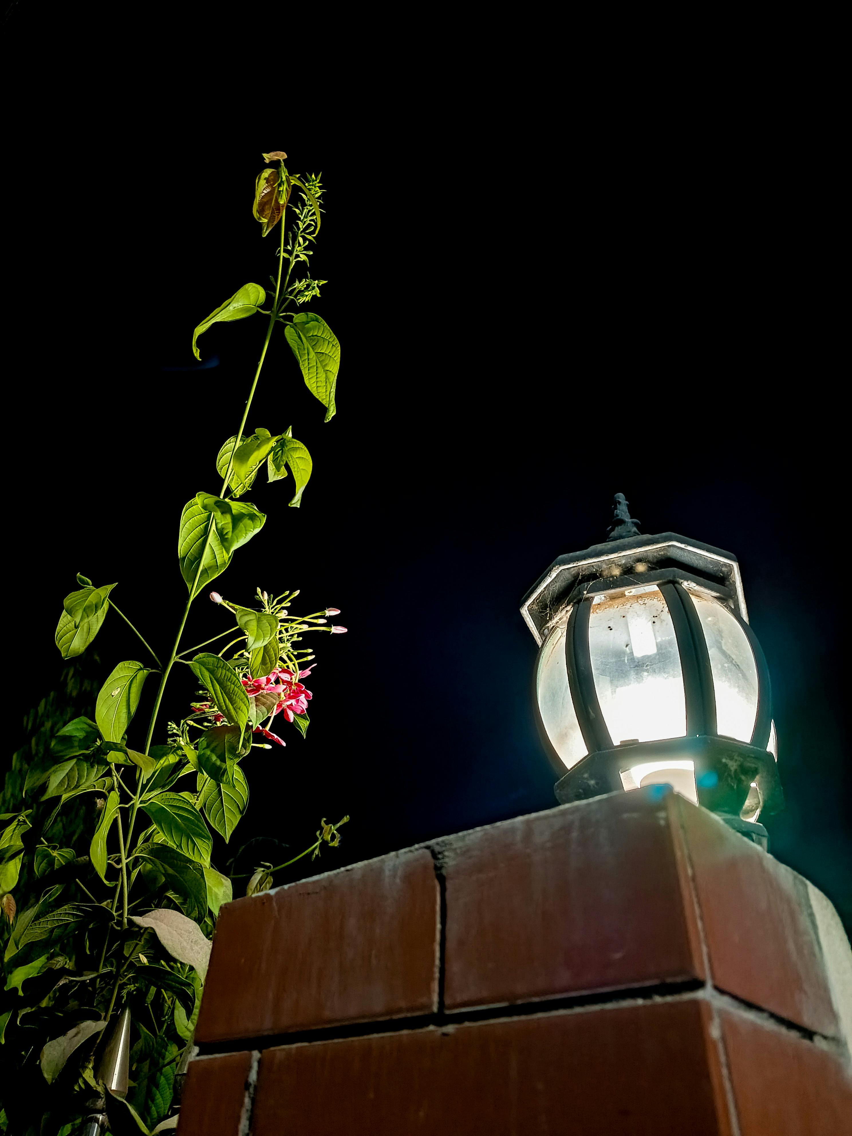 Gratuit Photos gratuites de fleurs, léger Photos